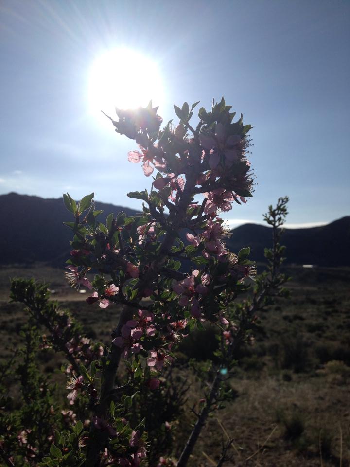 OdaBe Flowering Desert Peach