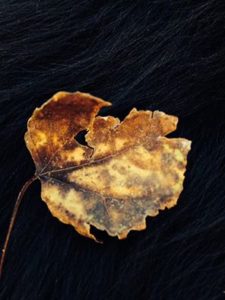 golden-leaf-on-myo